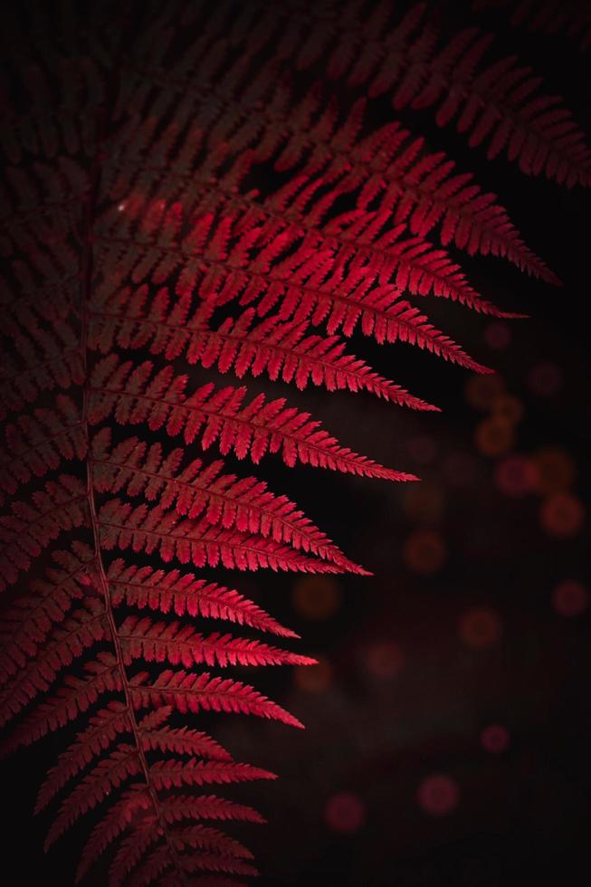 folha de samambaia vermelha na natureza foto