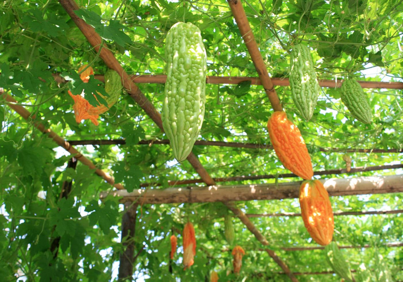 cabaças verdes e laranjas foto