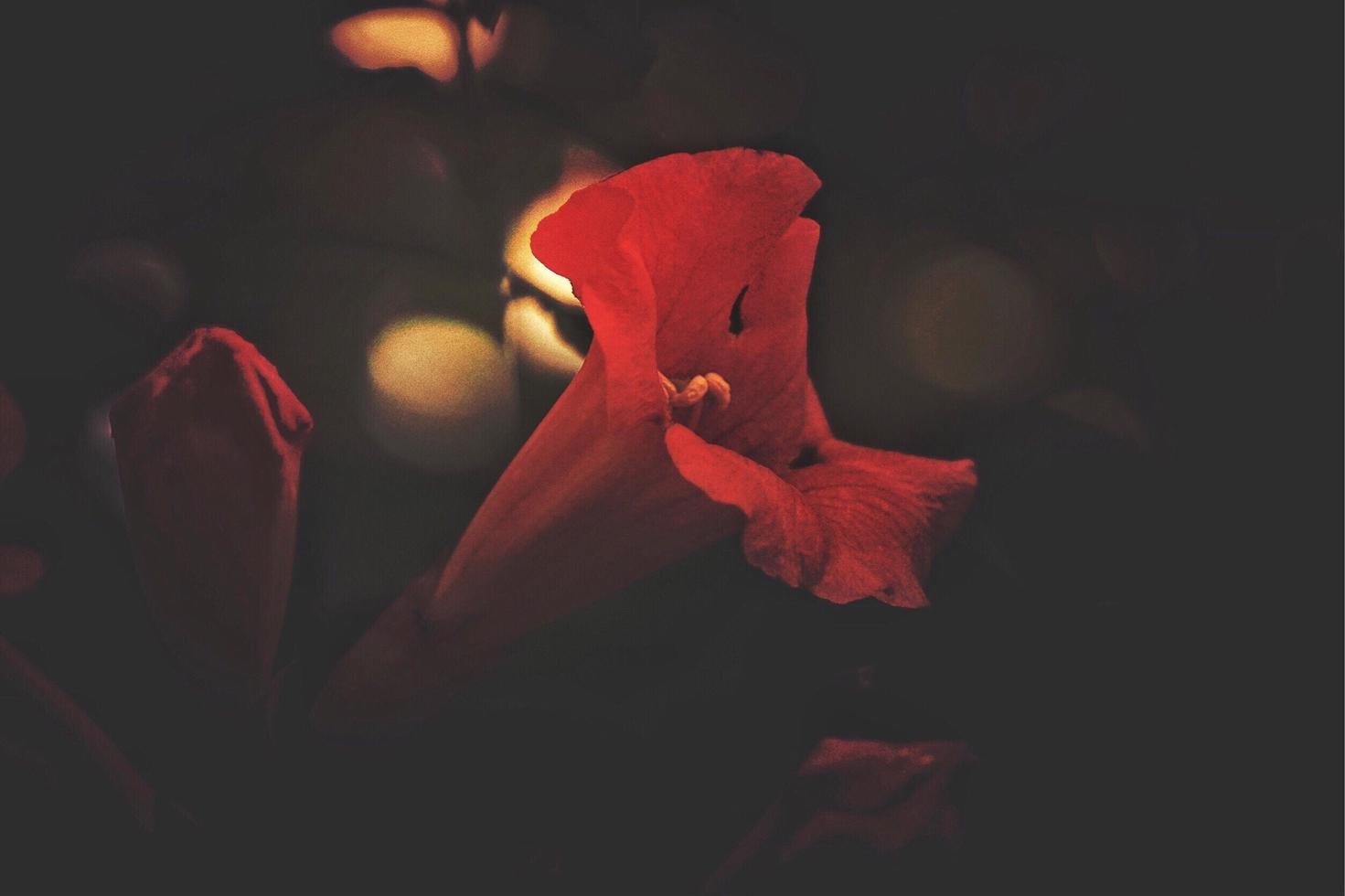 flor vermelha no jardim foto