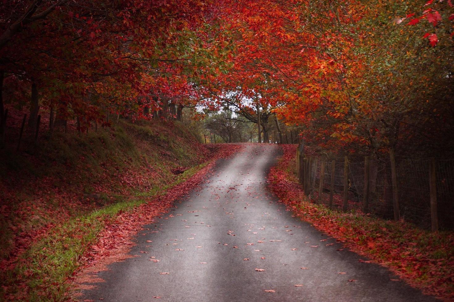 bela estrada florestal de outono na espanha foto