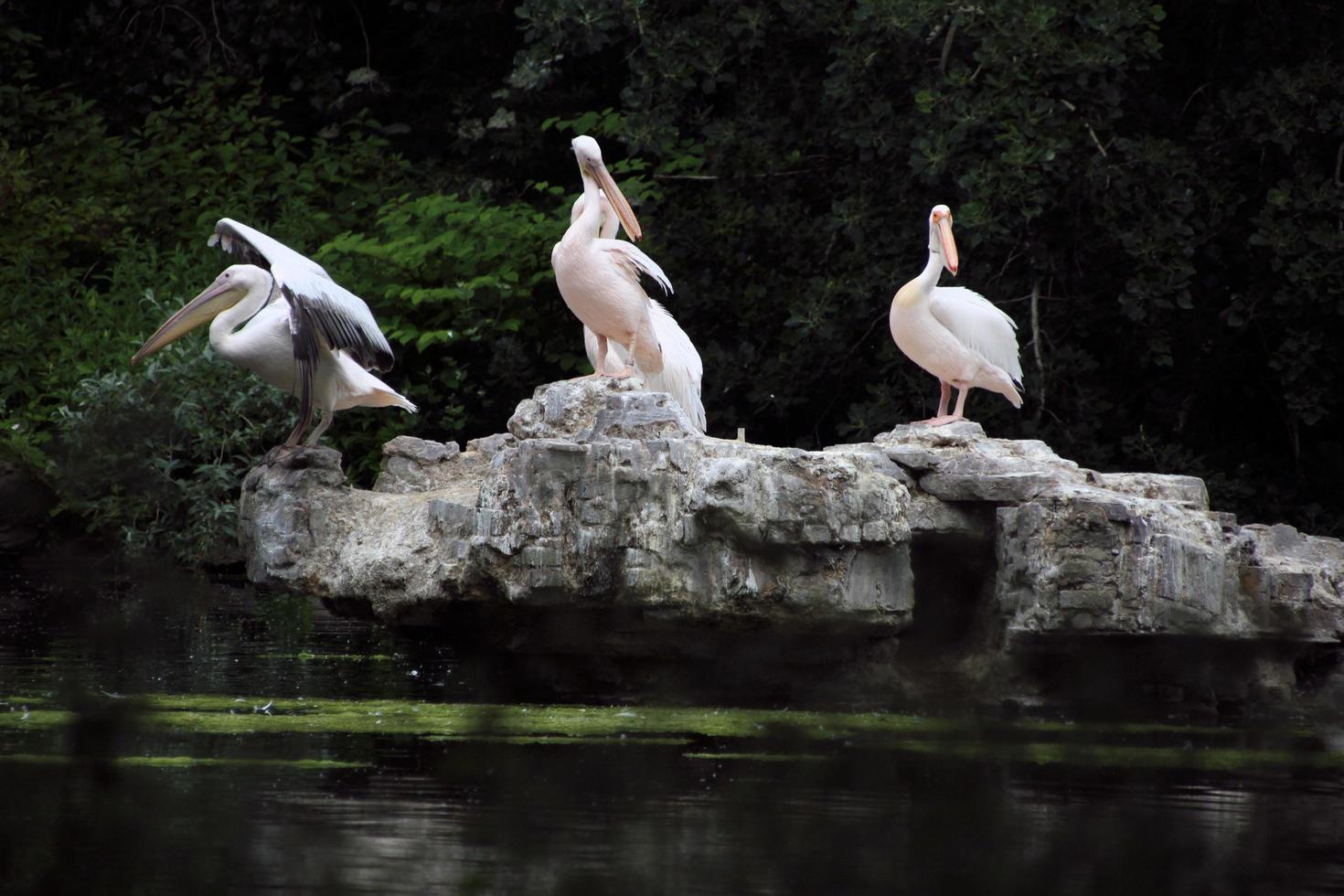 uma Visão do alguns pelicanos em uma Rocha dentro Londres foto