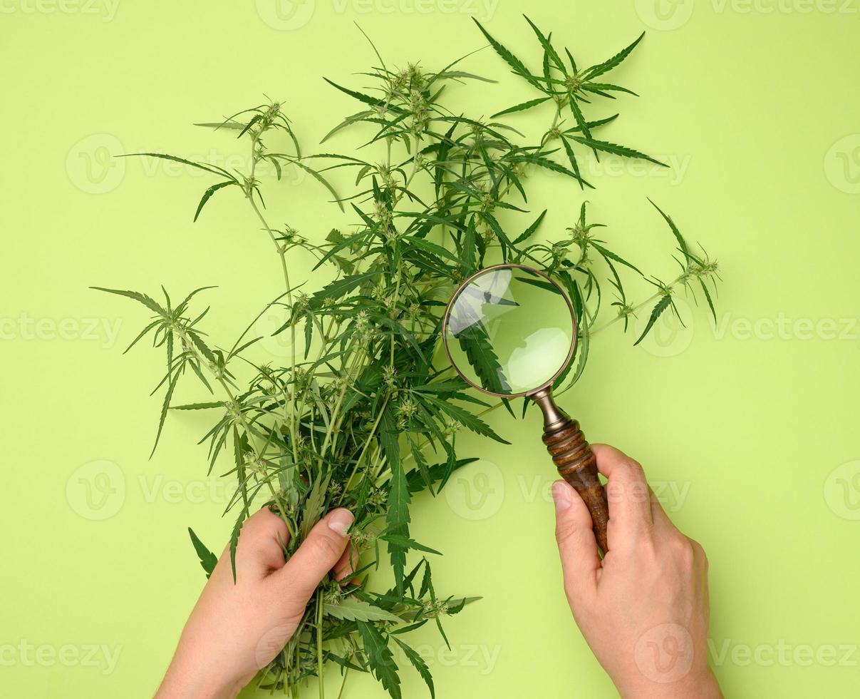 fêmea mãos estão segurando uma cânhamo arbusto e uma de madeira ampliação vidro. conceito do procurando para alternativo tratamentos, médico cannabis tratamento foto