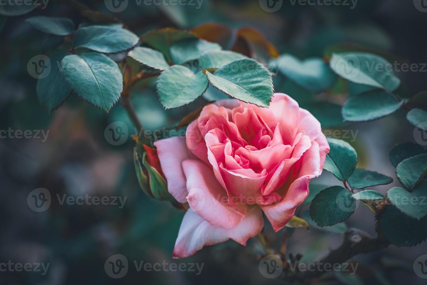 rosa chá híbrida com pétalas de rosa foto