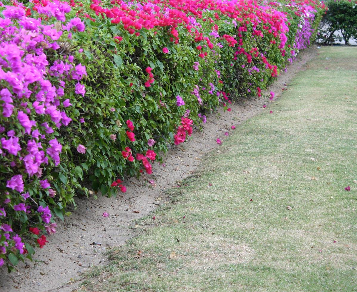 sebe de flores com gramado verde foto