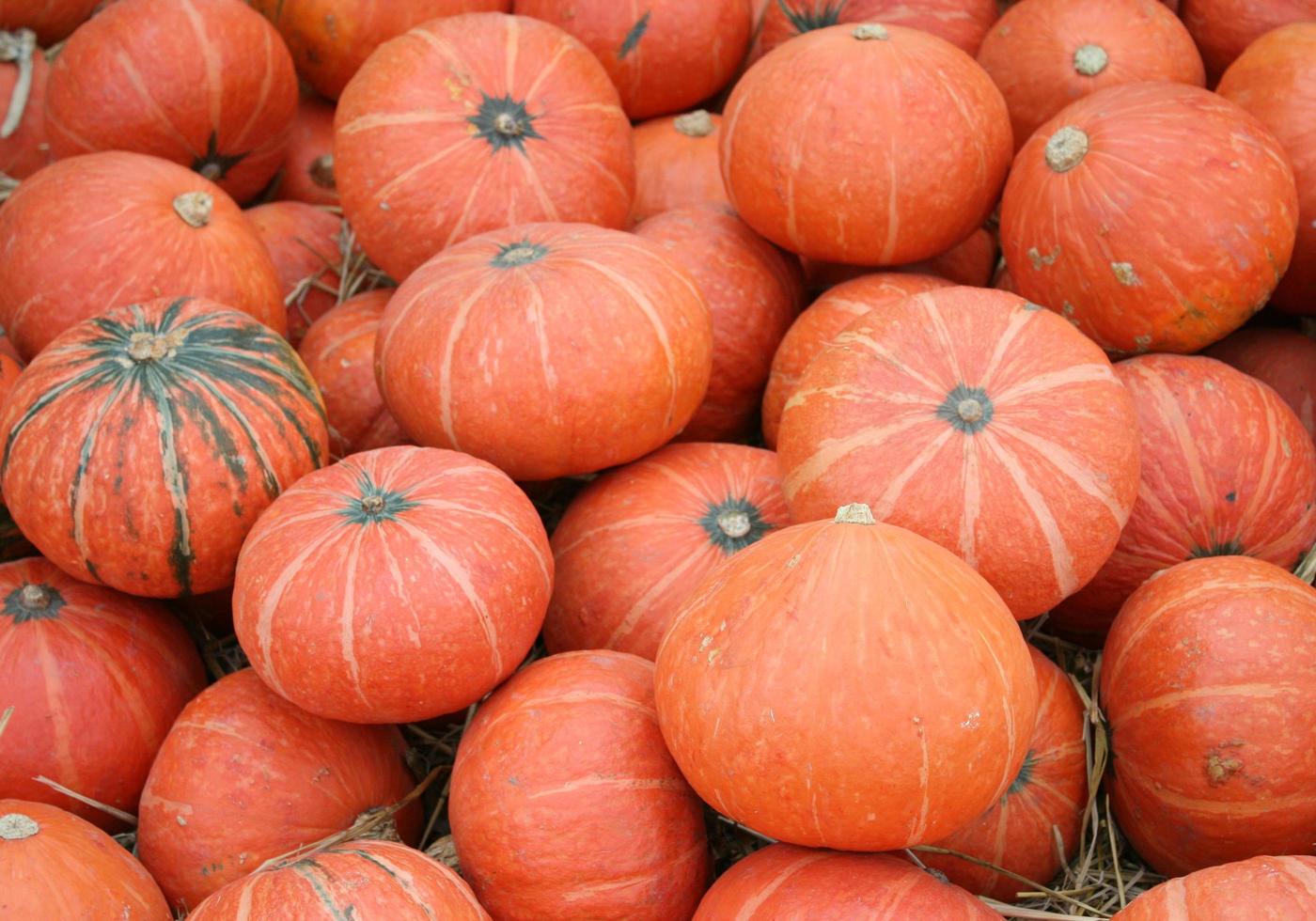 pilha de abóboras laranja foto