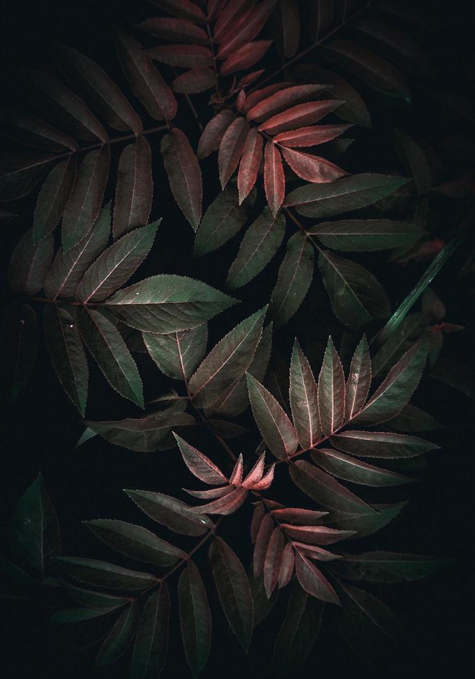 lindas folhas verdes da planta na natureza foto