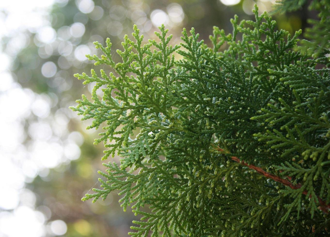 folhas de pinheiro e luz do sol foto