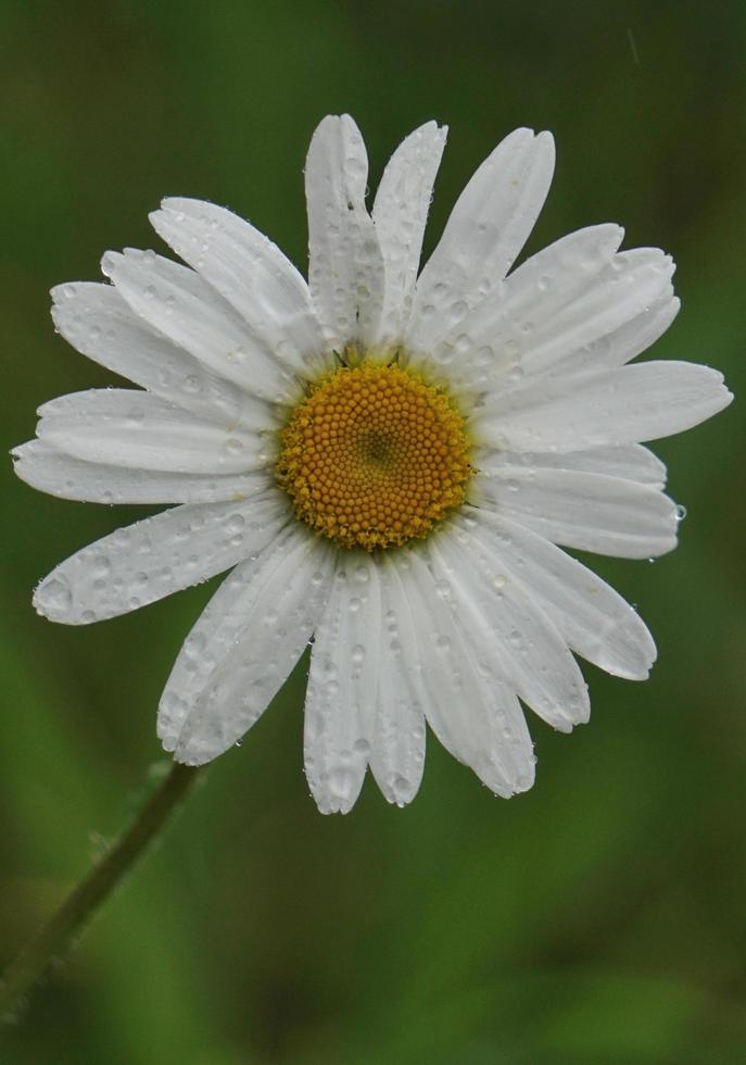 flor margarida branca no jardim foto