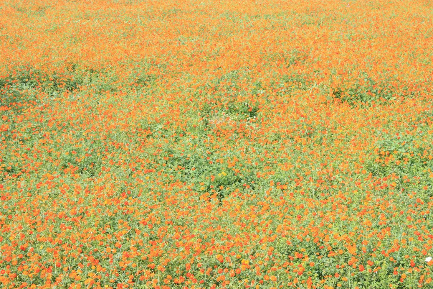 campo de flores de calêndula foto