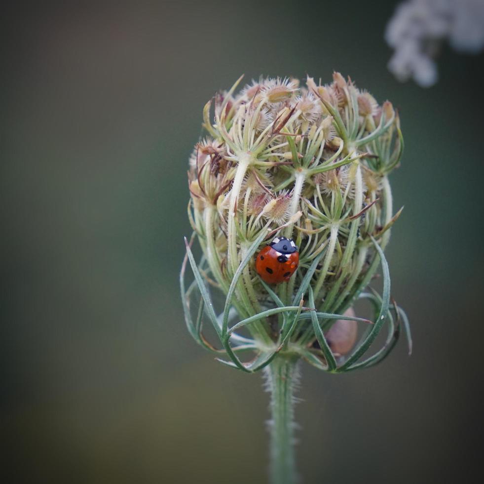 linda joaninha em uma planta foto