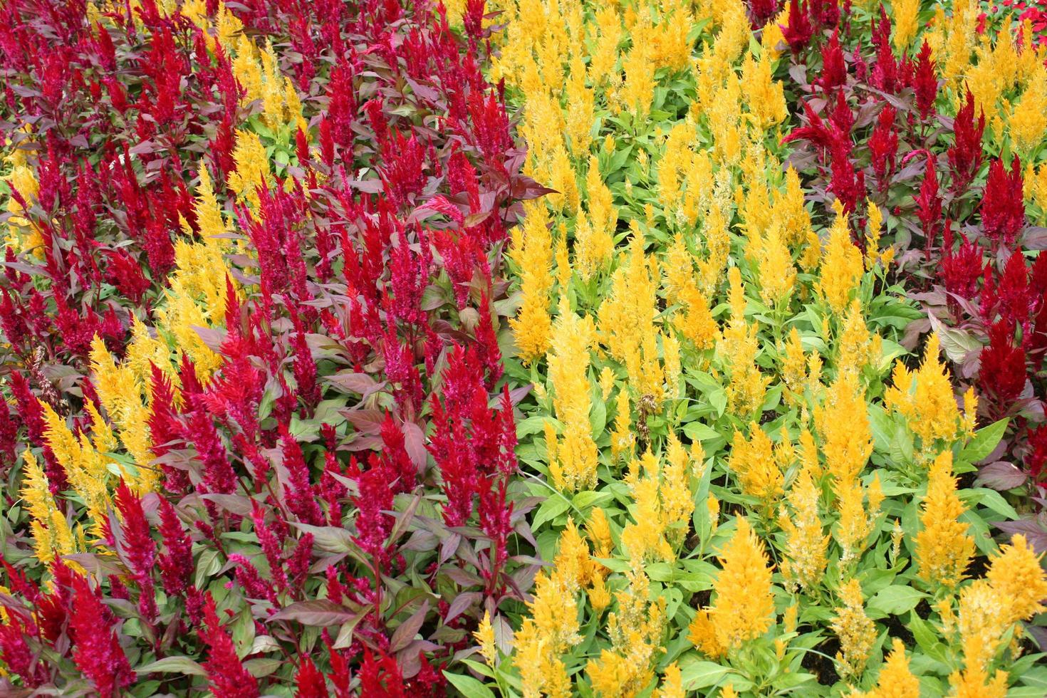 flores emplumadas vermelhas e amarelas foto