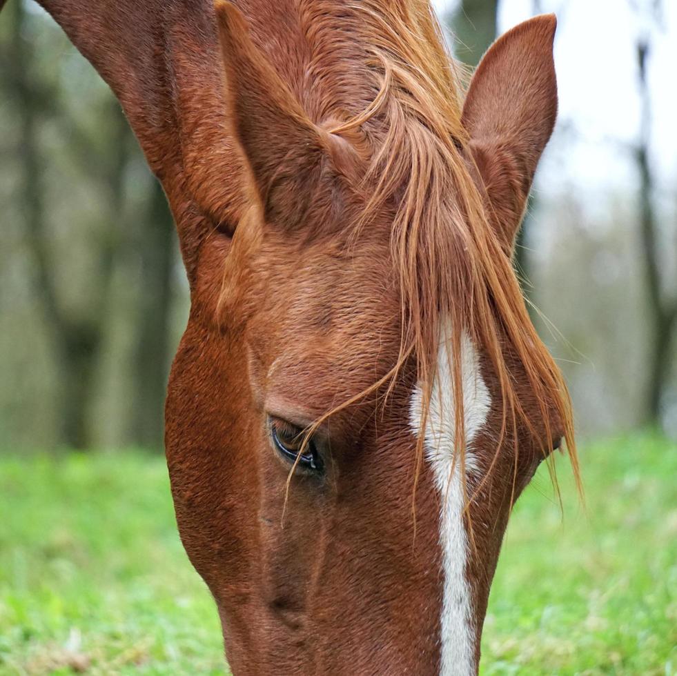 lindo retrato de cavalo marrom foto