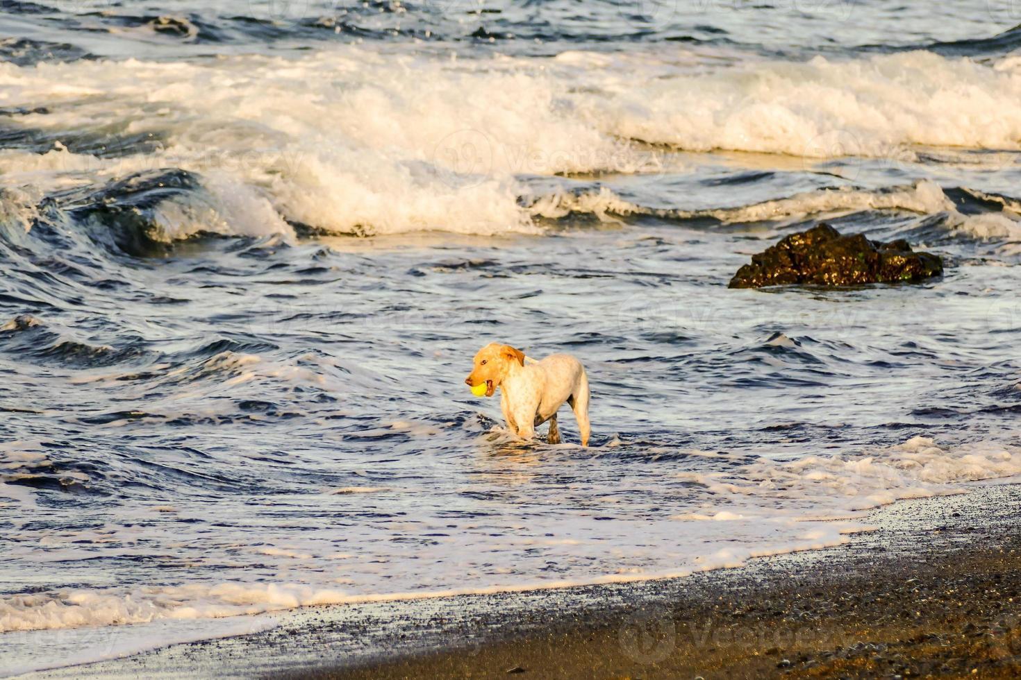 cachorro jogando dentro a oceano foto