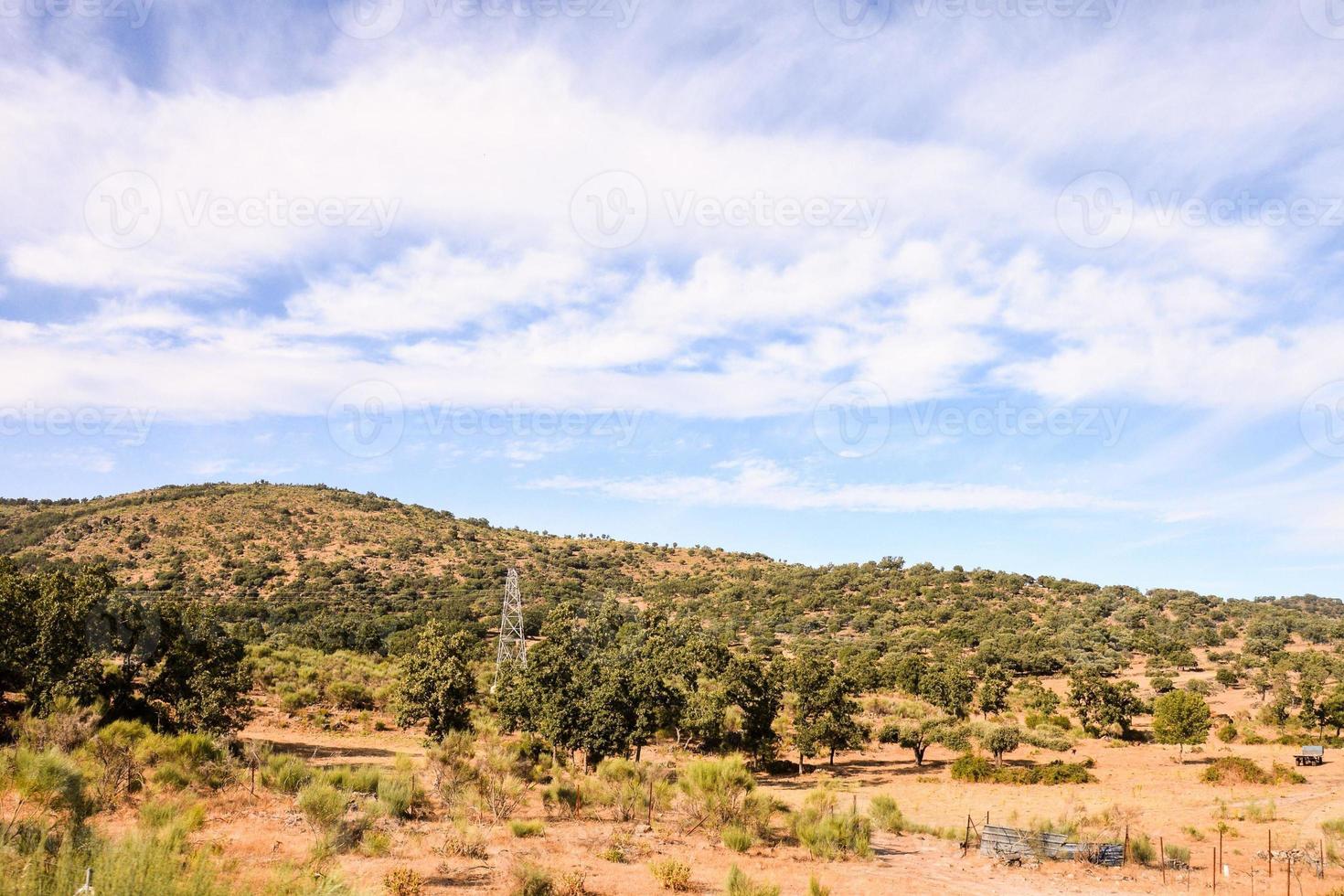 paisagem de floresta verde foto