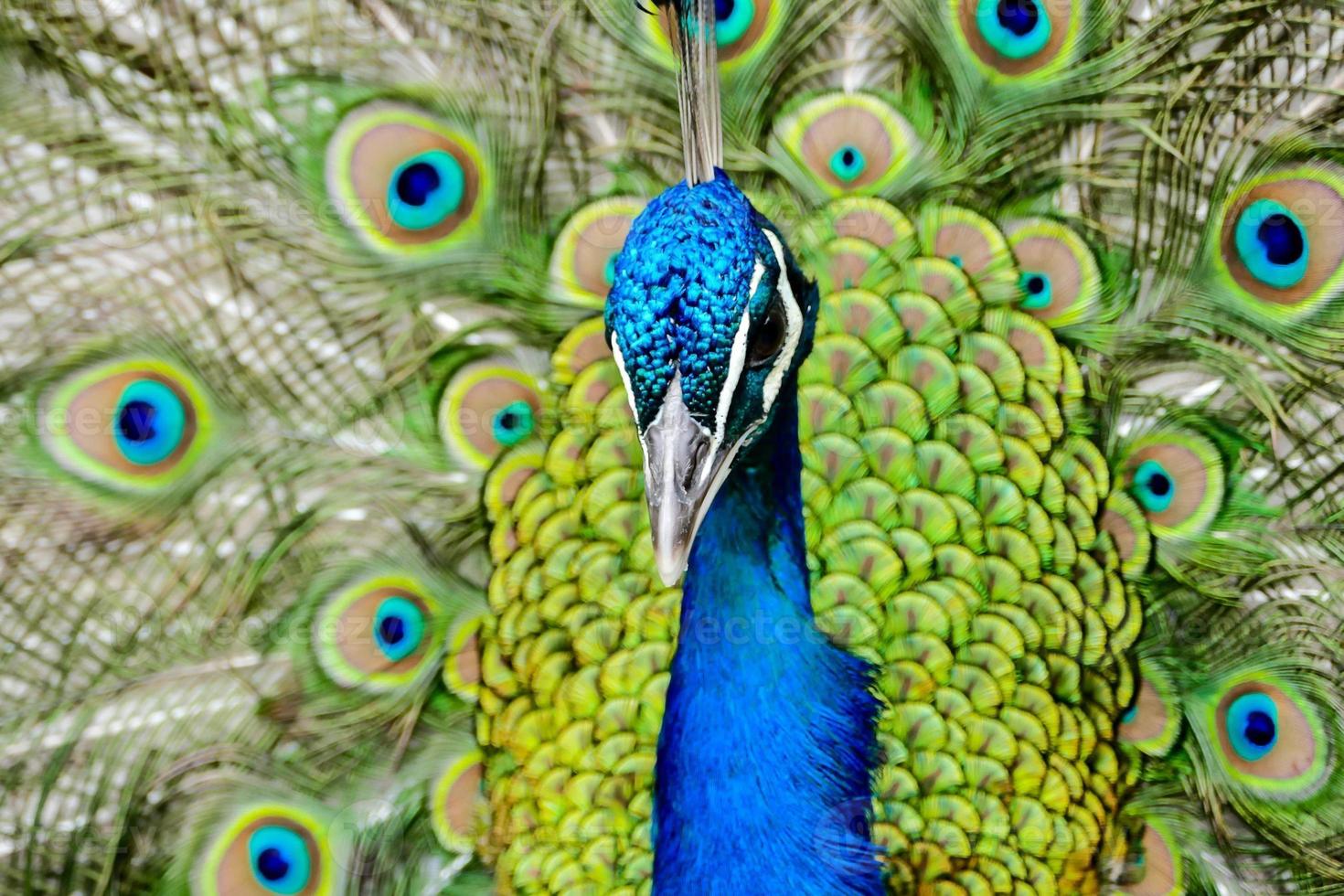 pavão close-up foto