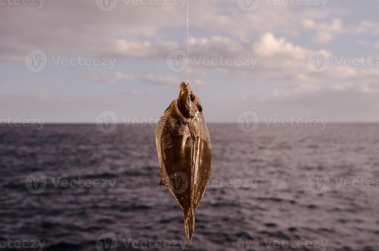 peixe no anzol foto