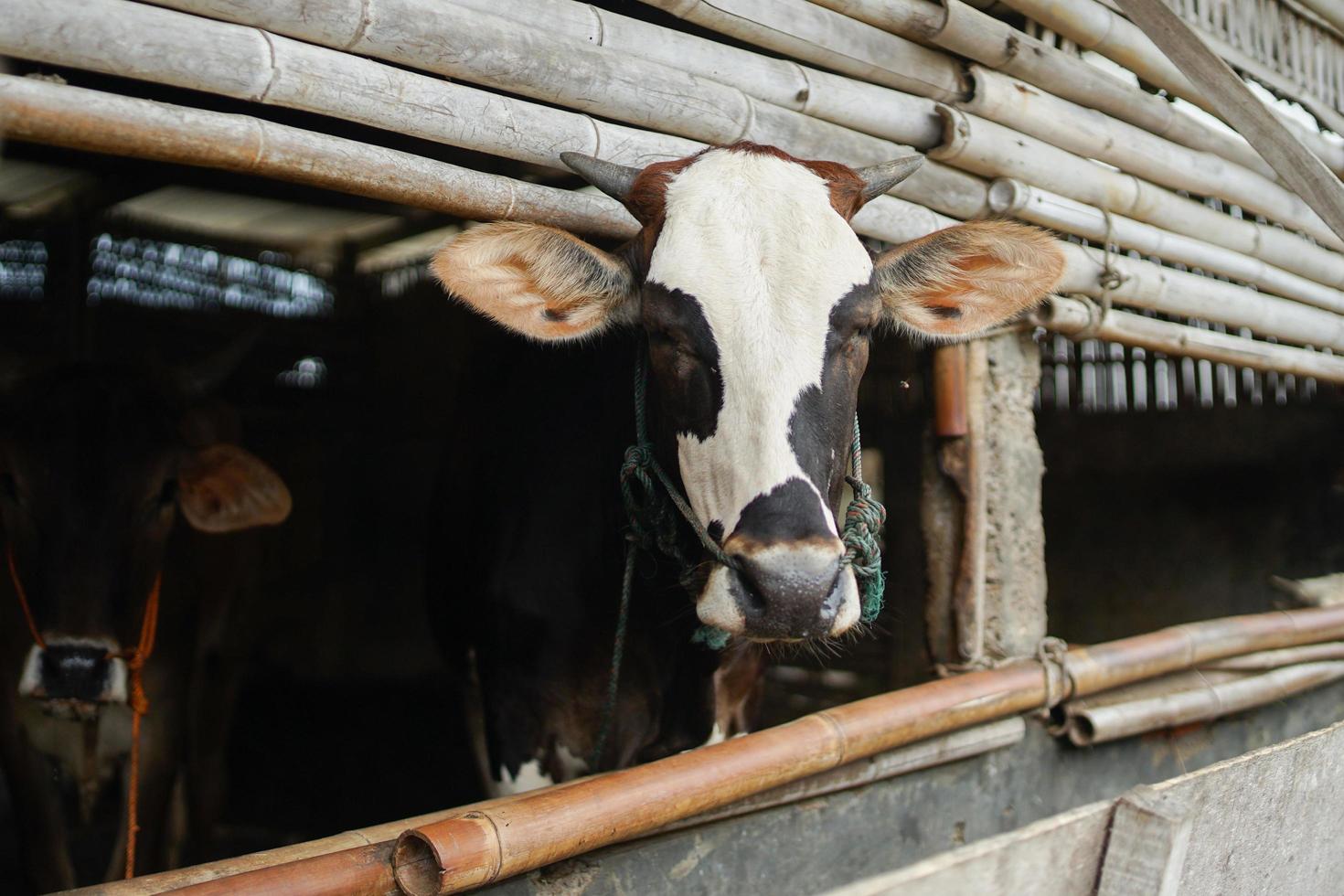 vaca atividade com celeiro fundo. foto