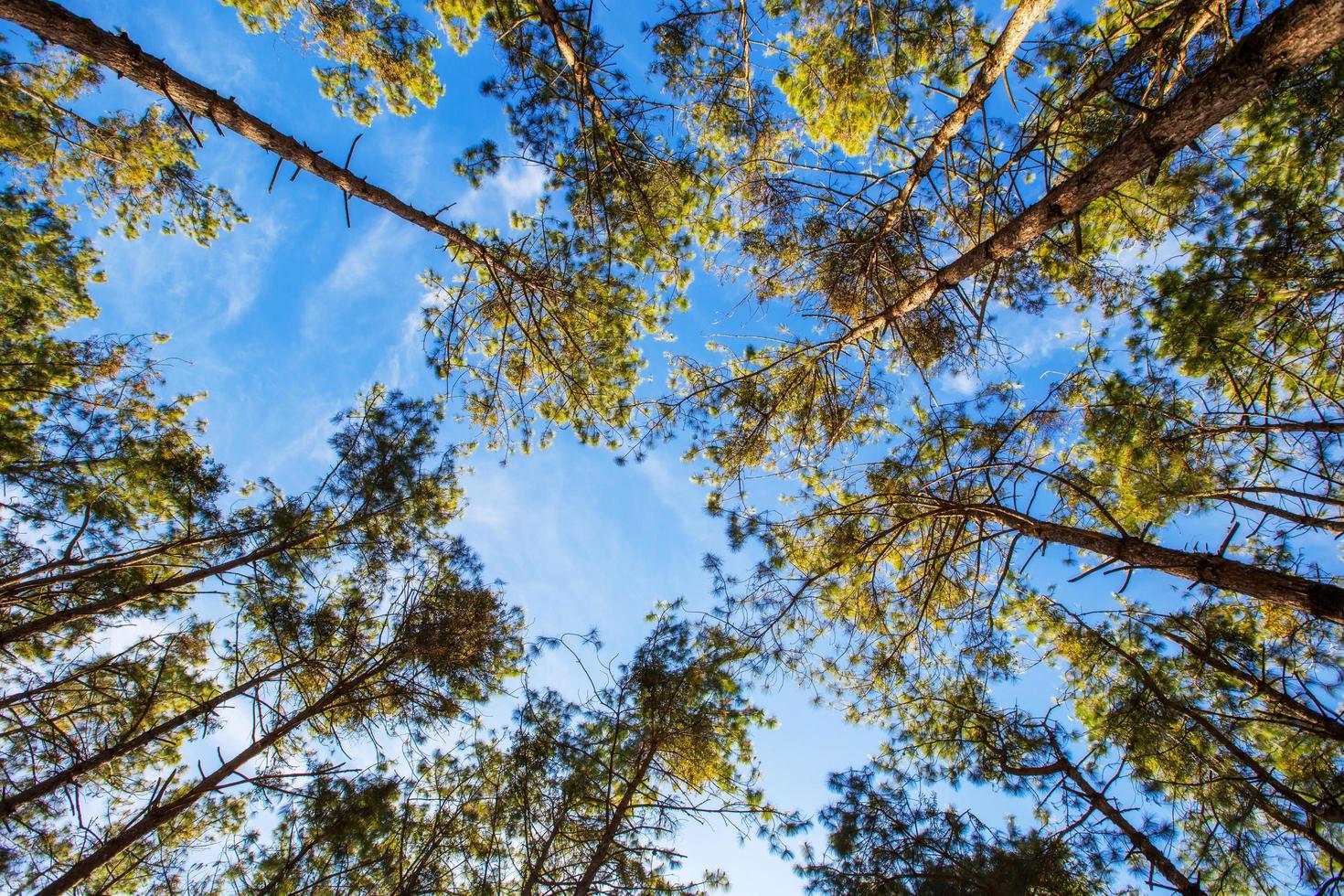 pinho árvore e floresta e natural fundo. foto