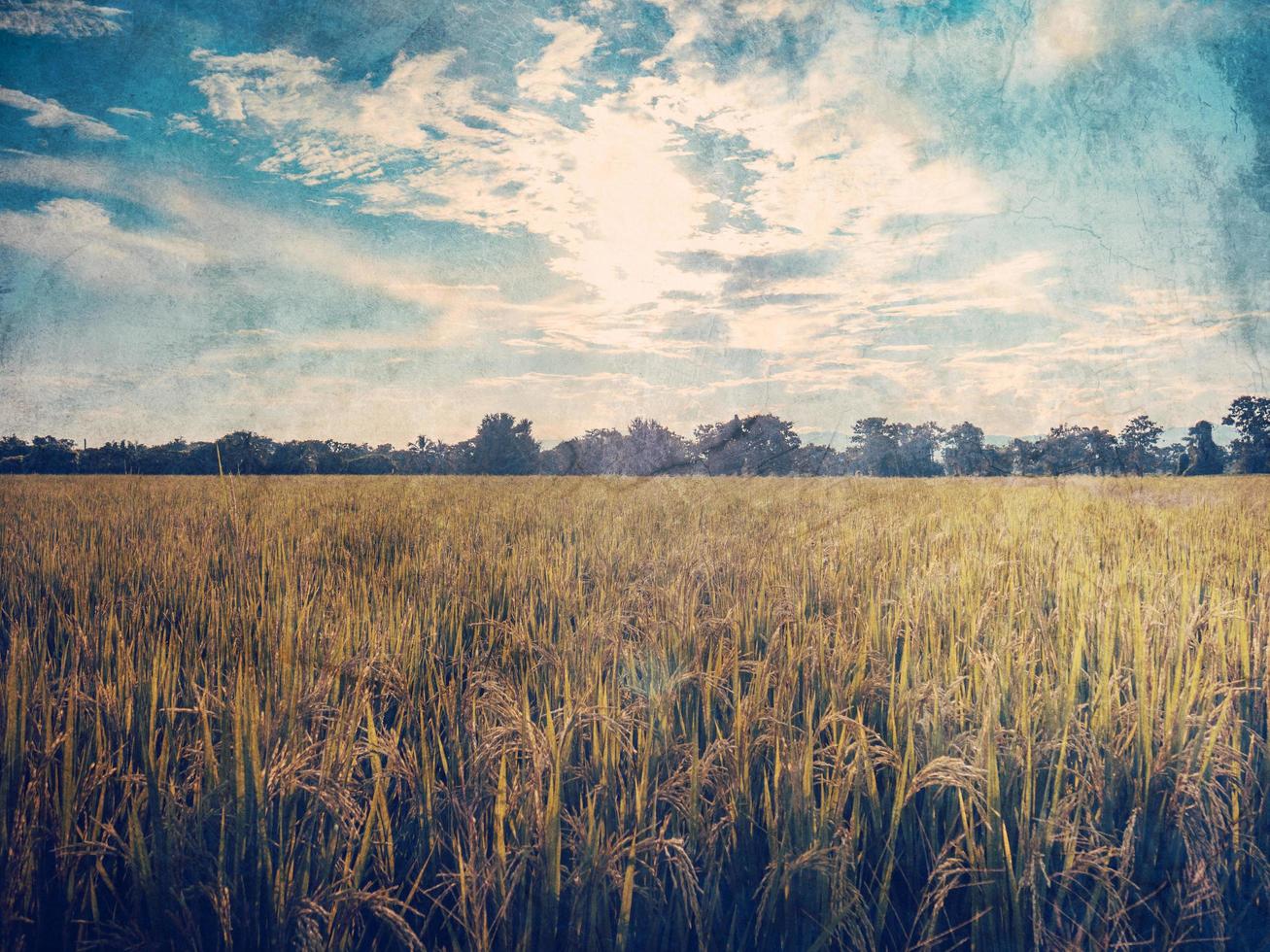 arroz campo e grunge filtro vintage tonificado com espaço. foto