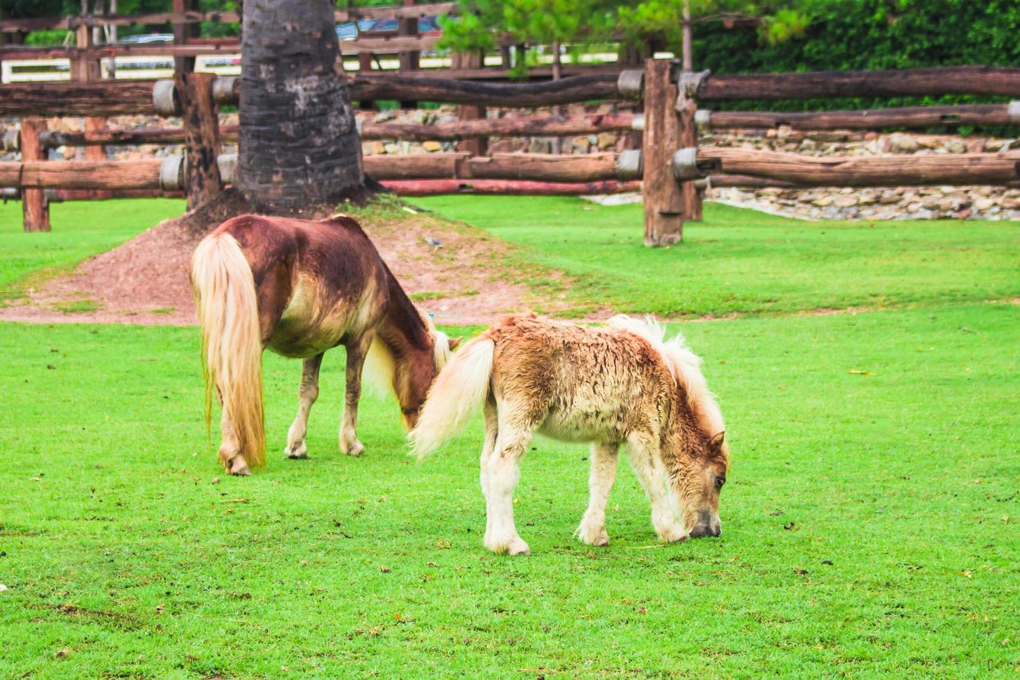 dois cavalo em campo verde Relva foto