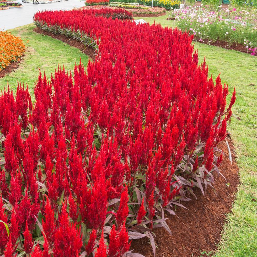 vermelho Celosia argentea dentro a graden foto