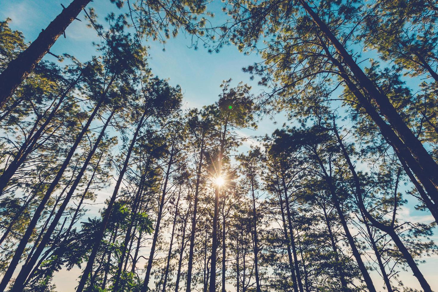 pinho árvore dentro natural floresta e luz solar com vintage tom. foto