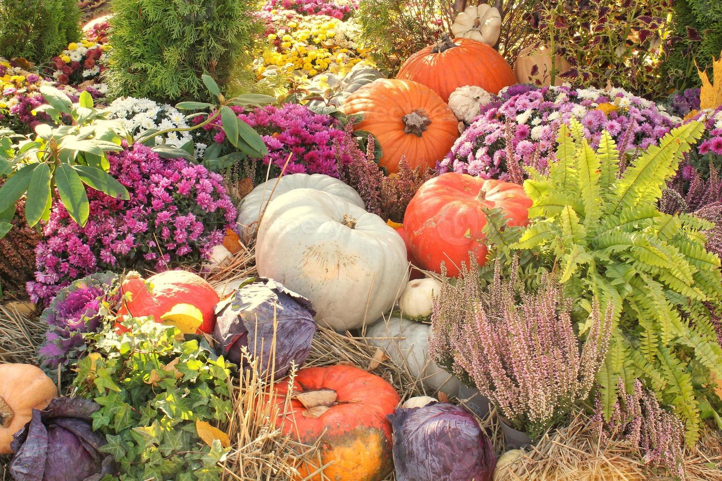 abóboras e cabaças orgânicas coloridas na feira agrícola. colhendo o conceito de tempo de outono. jardim queda planta natural. decoração de dia das bruxas de ação de graças. fundo rural fazenda festiva. comida vegetariana. foto