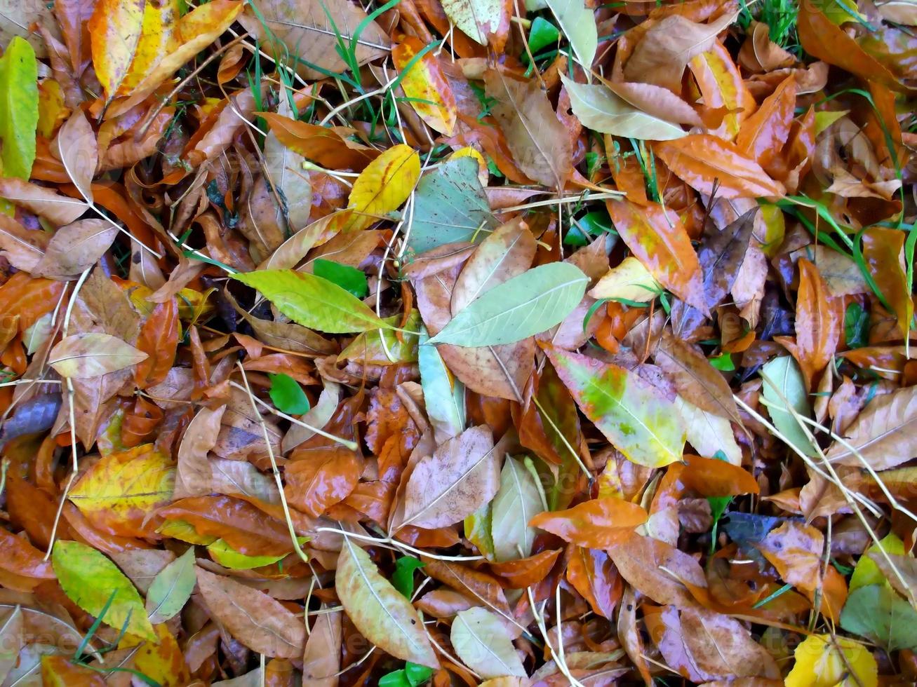 molhado outono folhas depois de a chuva. foto