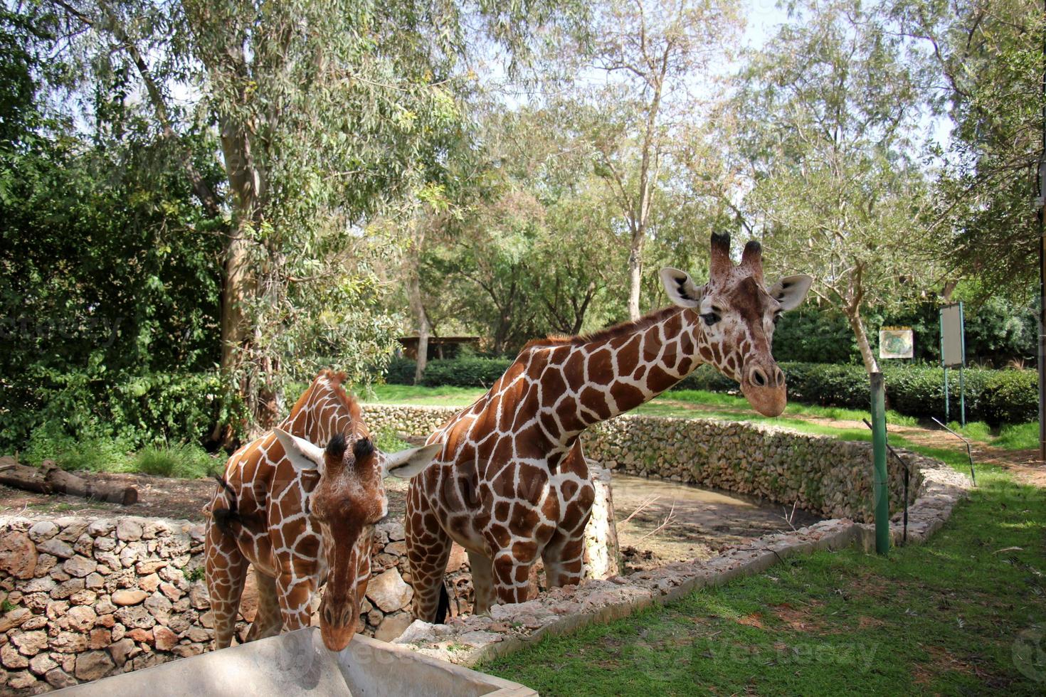 uma alta girafa vidas dentro uma jardim zoológico dentro tel aviv. foto