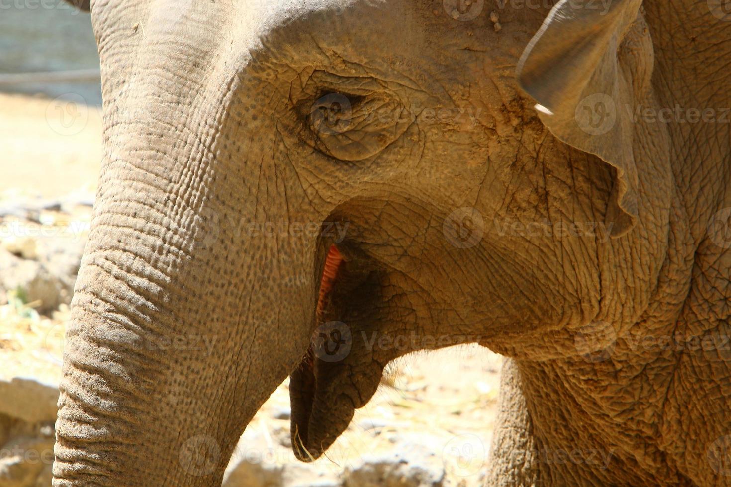 a africano elefante vidas dentro uma jardim zoológico dentro Israel. foto