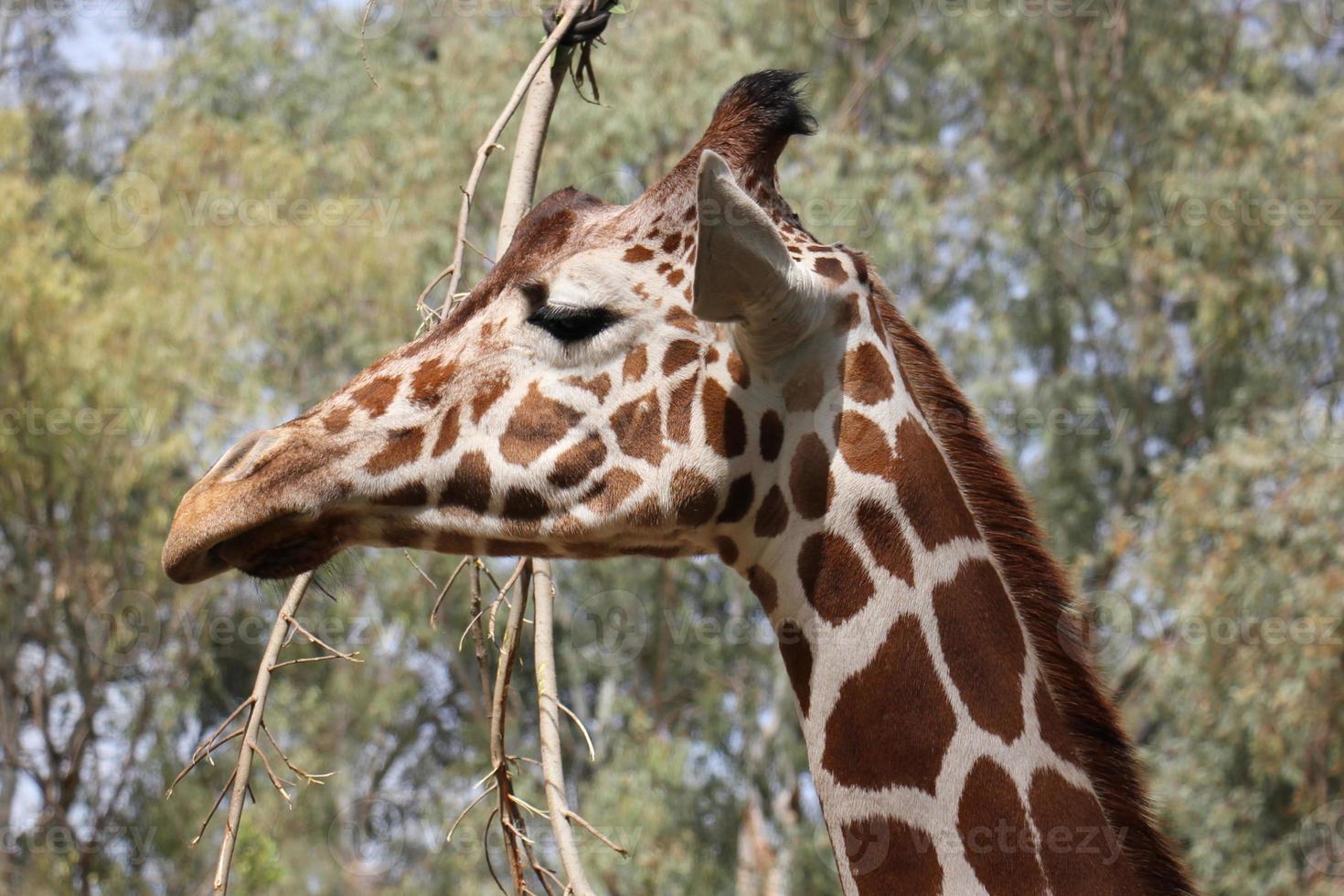 uma alta girafa vidas dentro uma jardim zoológico dentro tel aviv. foto