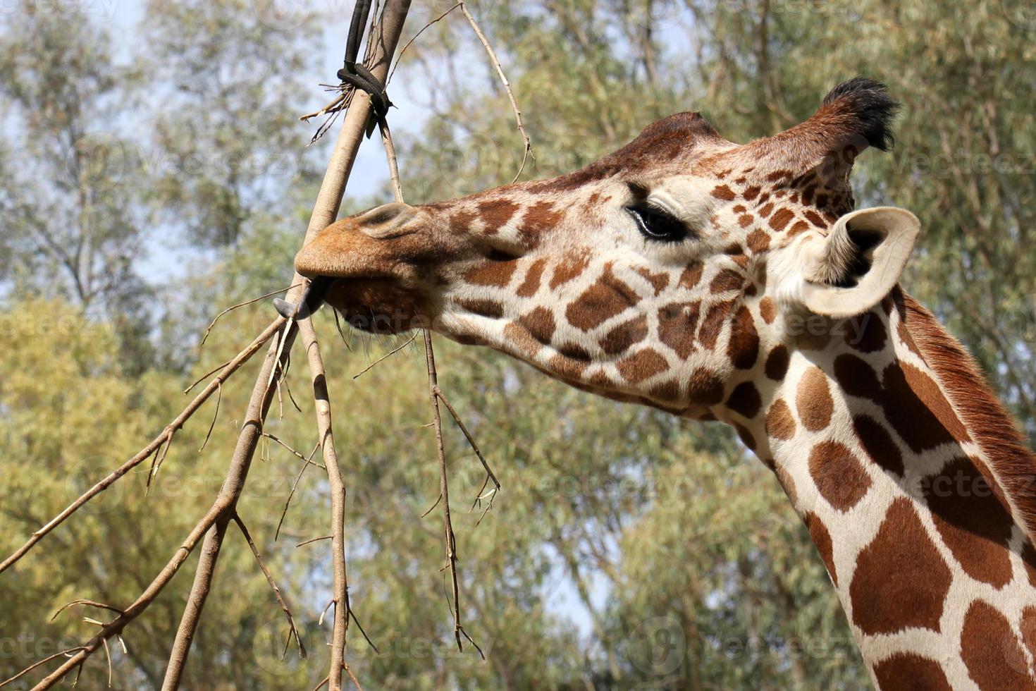 uma alta girafa vidas dentro uma jardim zoológico dentro tel aviv. foto