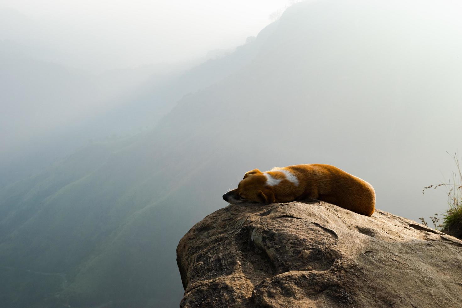 uma cachorro Sol tomando banho dentro uma enevoado manhã foto