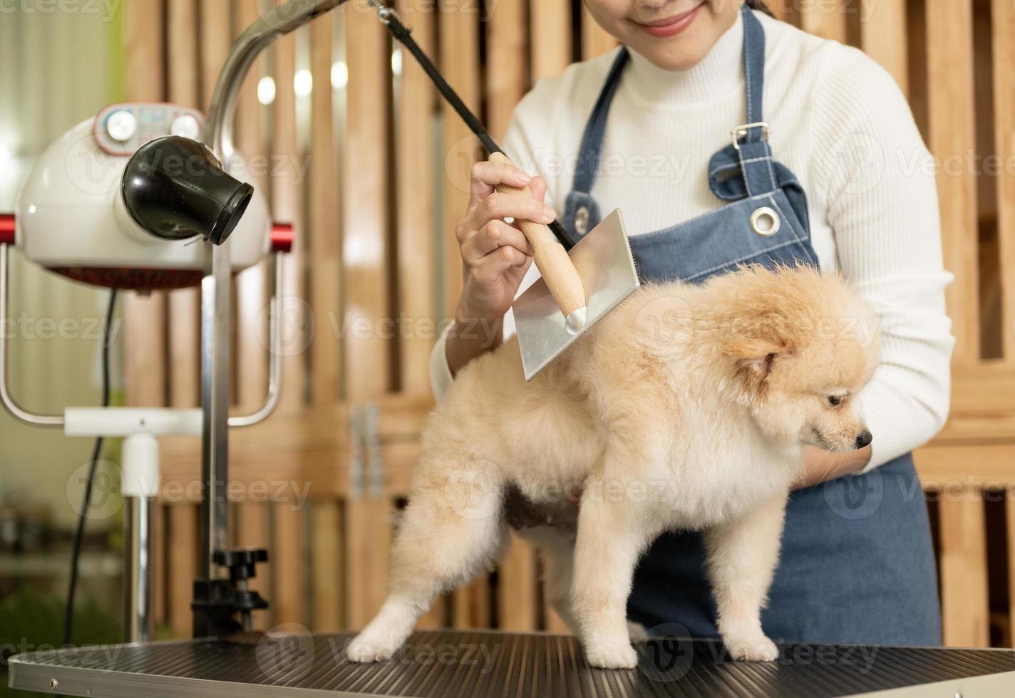 fêmea profissional aparador pentear cachorro pele às animal spa aliciamento salão foto