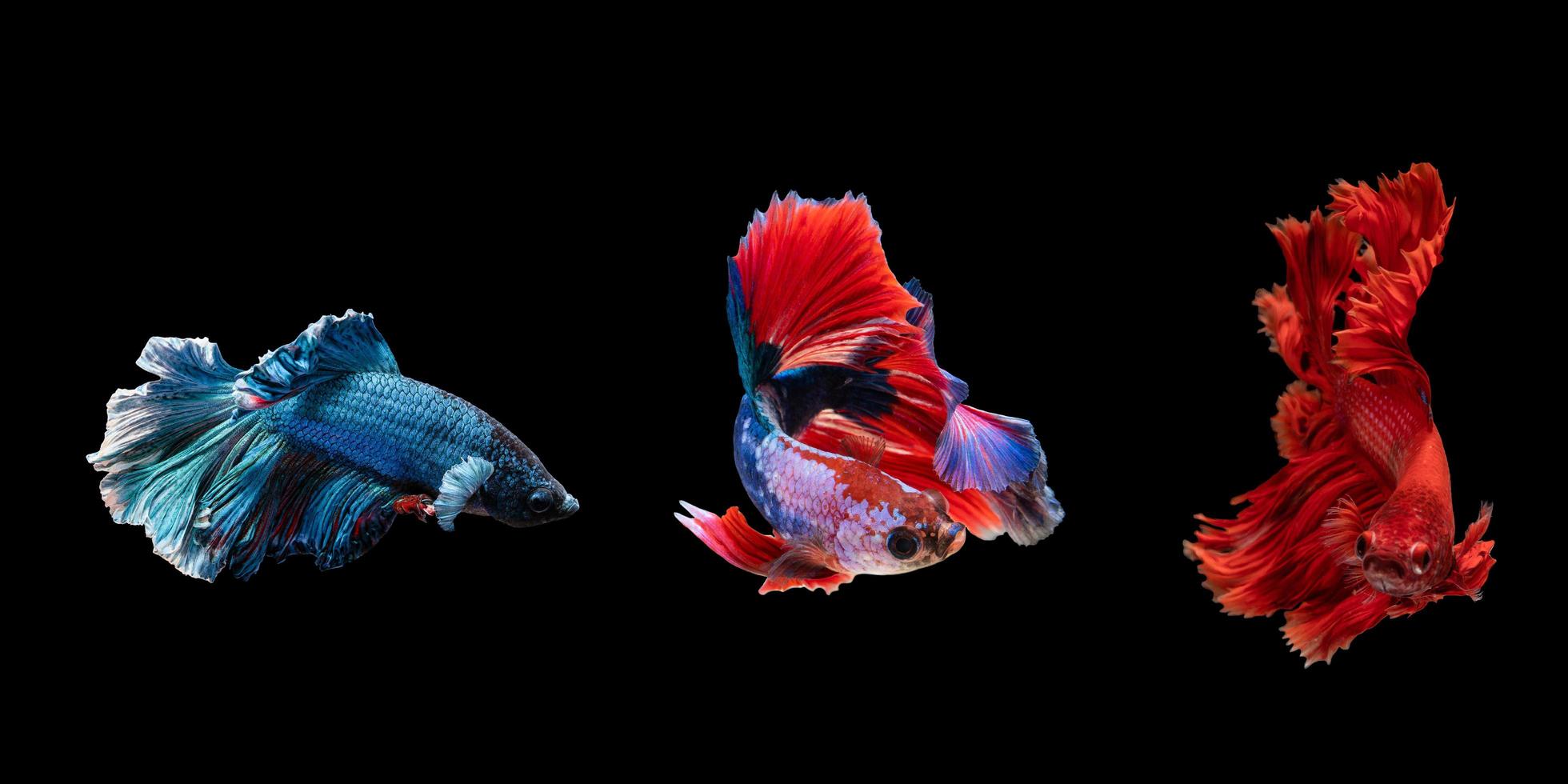 3 tipos do betta peixe este ter diferente cores foto