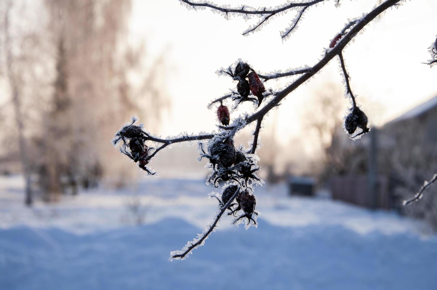 fechar-se árvore ramo coberto com geada dentro inverno foto