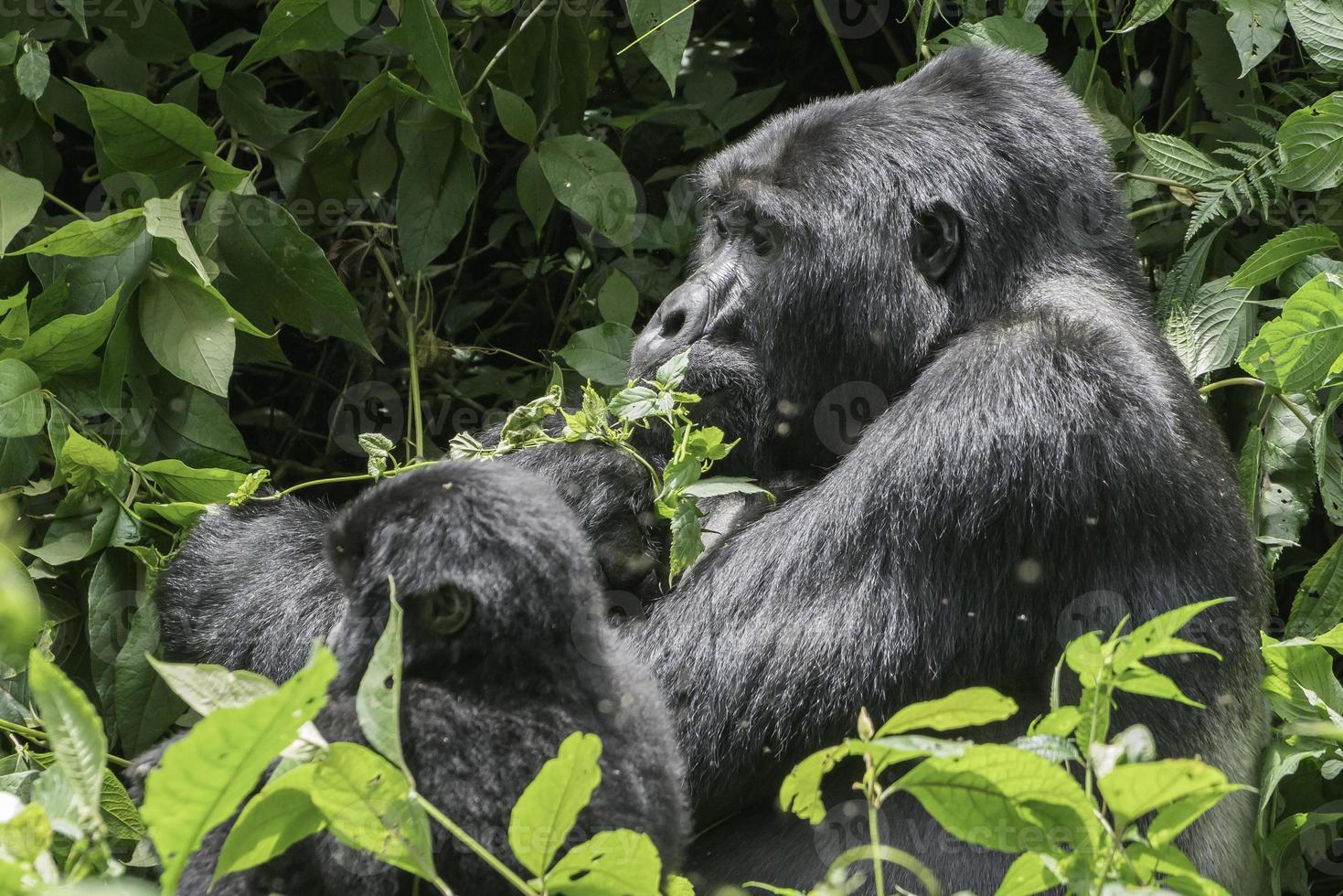 uma costas prateadas montanha gorila come vegetação dentro bunyonyi nacional parque, Uganda. foto