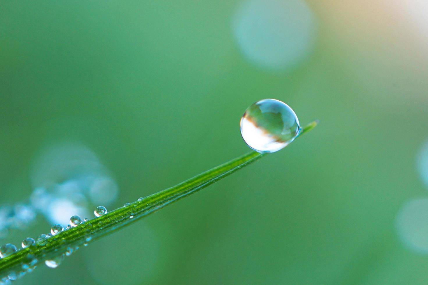 gota de chuva na folha da grama verde foto