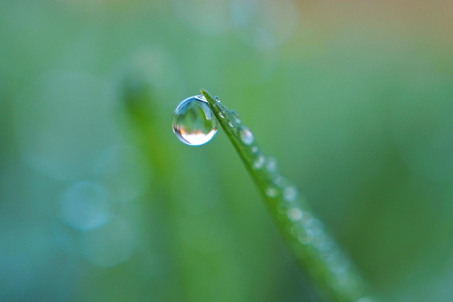 gota de chuva na folha da grama verde foto