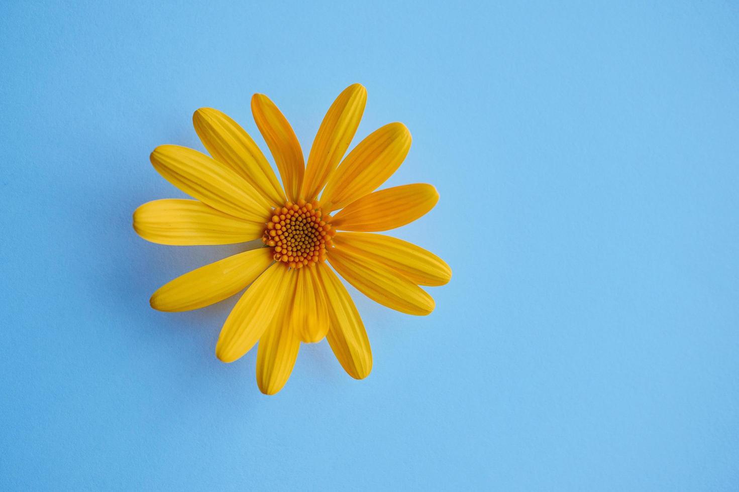 pétalas de flores amarelas sobre fundo azul foto