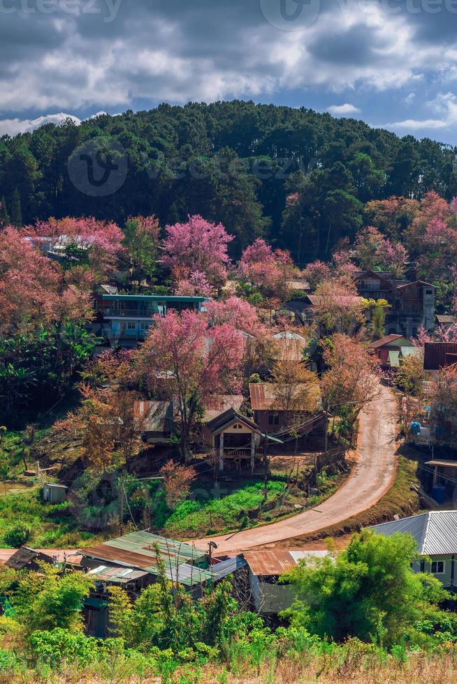 panorama do lindo selvagem himalaia cereja florescendo Rosa prunus cerasoides flores às phu lom lo loei e Phitsanulok do Tailândia foto