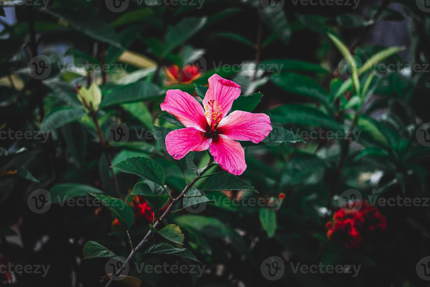 hibisco rosa, China rosa, havaiano hibisco, rosa malva flor dentro a jardim, seletivo foco foto