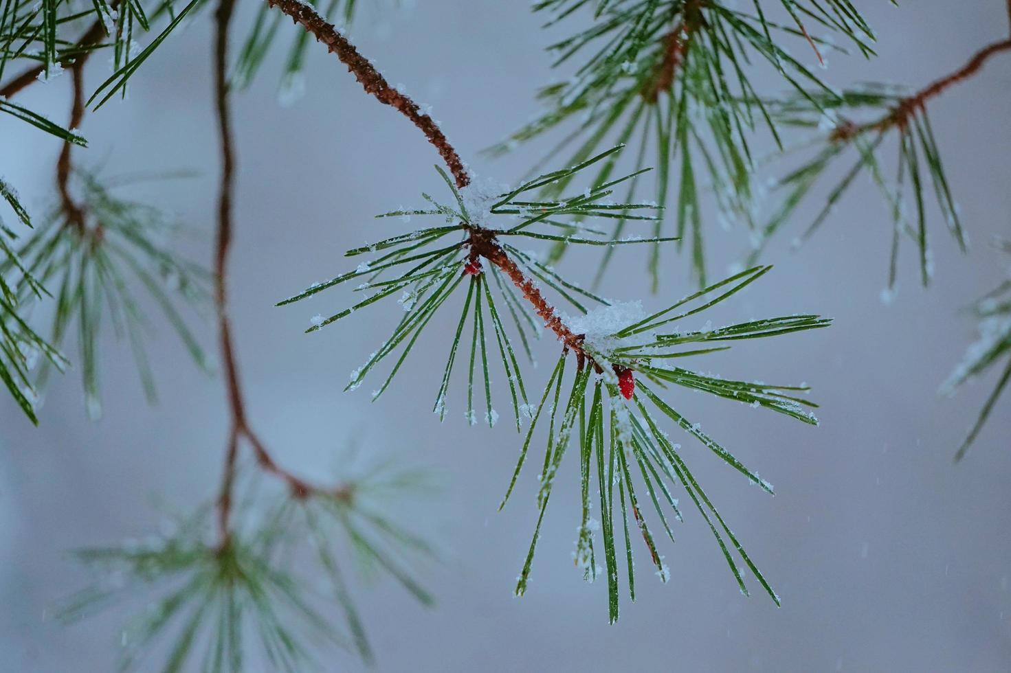 neve nas folhas do pinheiro no inverno foto