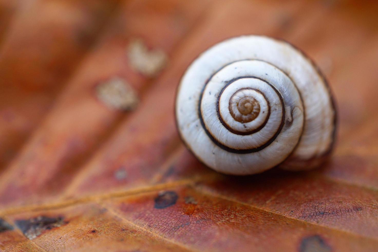 caracol branco na folha foto