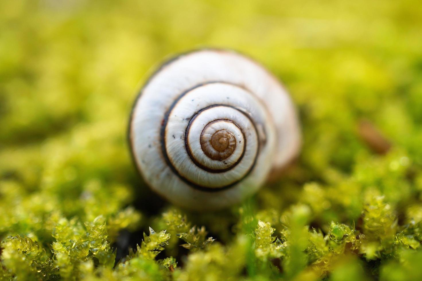 caracol branco na folha foto