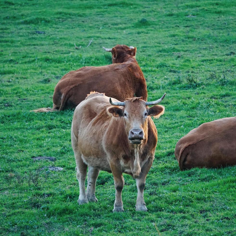 vaca marrom pastando no prado foto