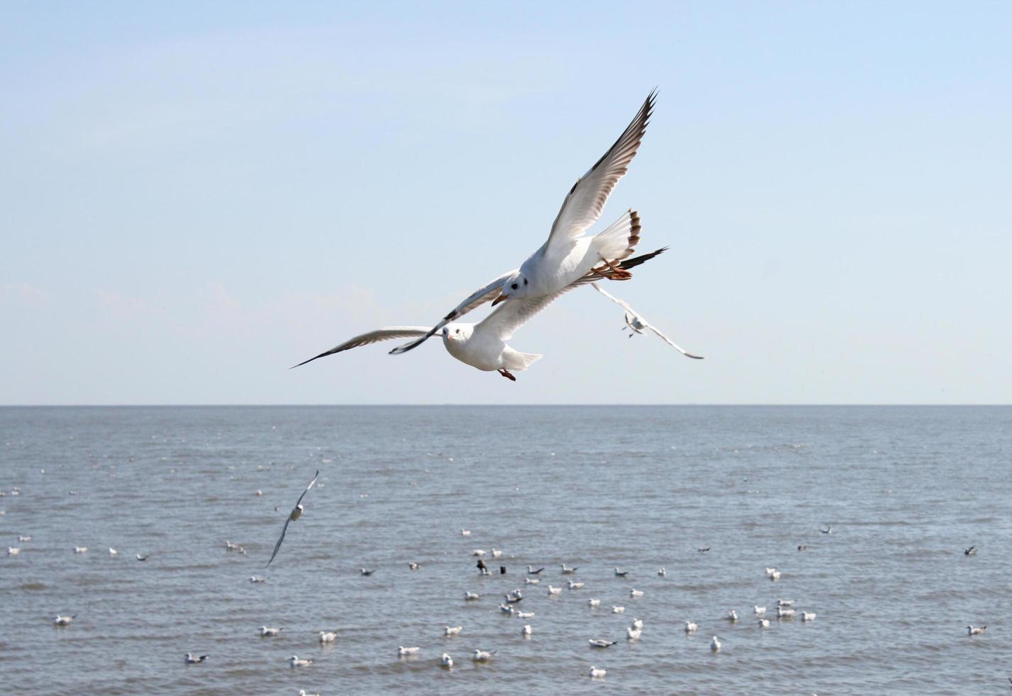 gaivotas voando sobre o oceano foto