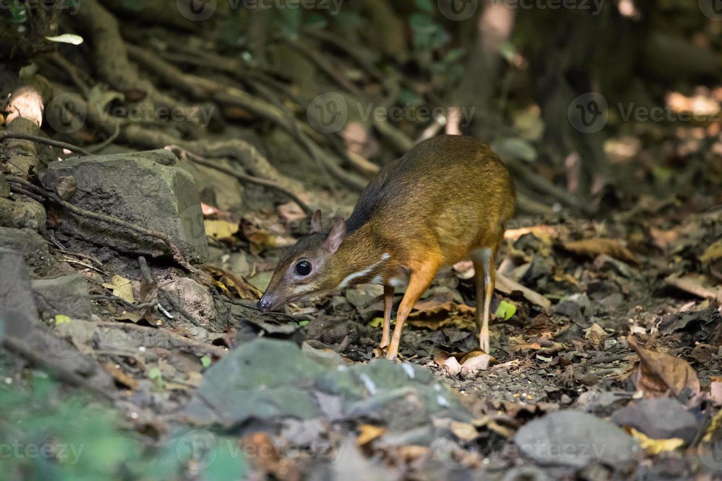 veado rato procurando comida foto