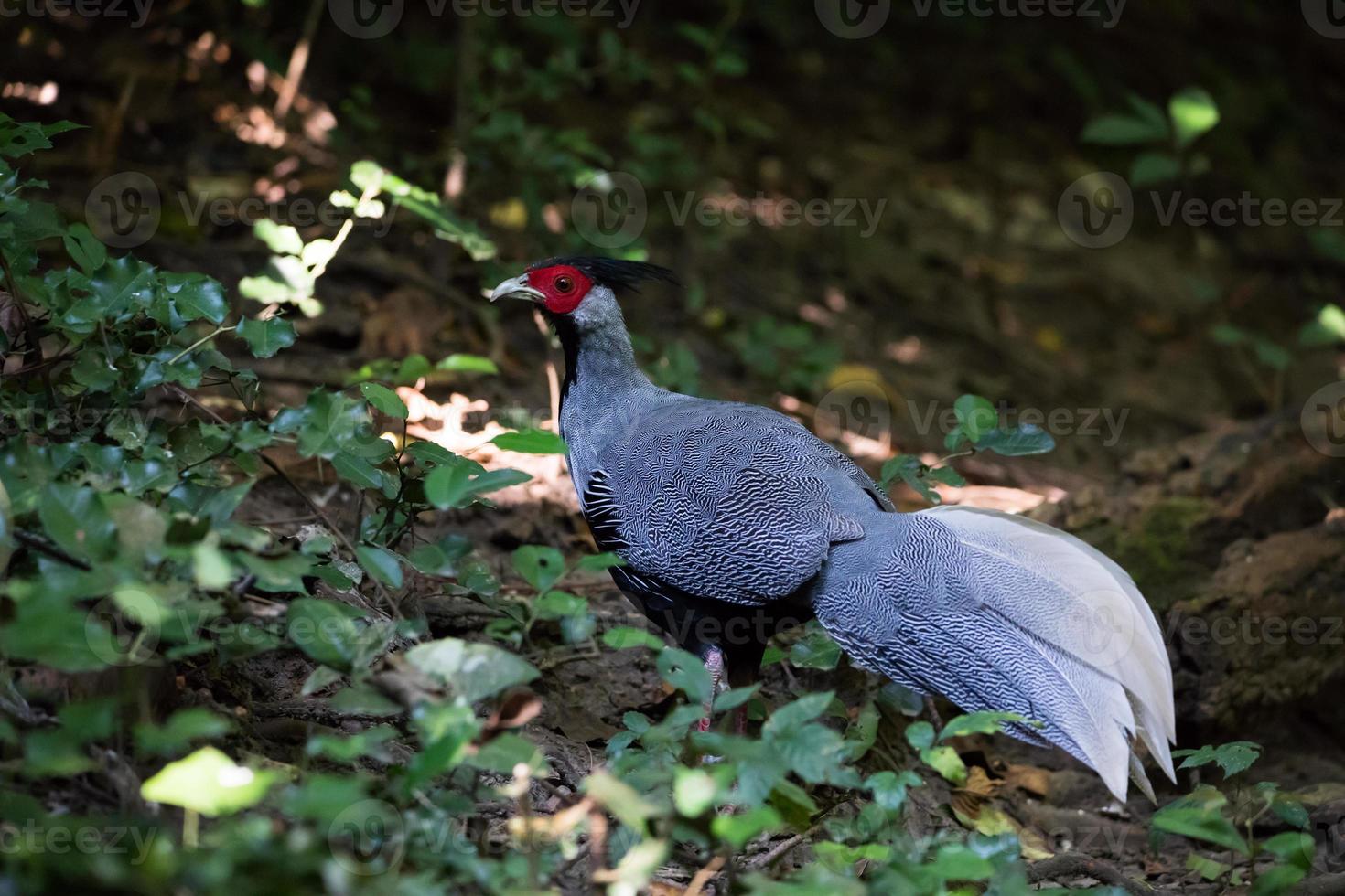 faisão Kalij na floresta foto