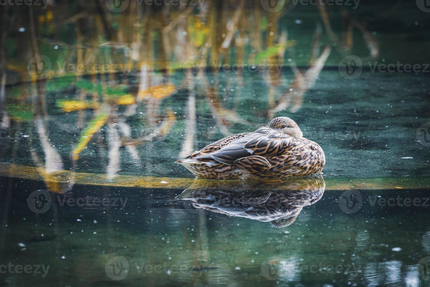 pato-real descansando em um lago foto